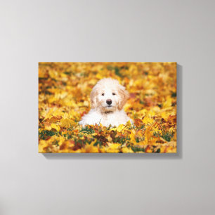 Toile Chiot De Goldendoodle En Feuilles D'Automne