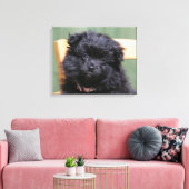 Toile Chiot de Poméranie Noire (Insitu(Salon))