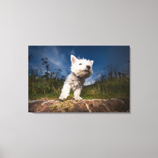 Toile Chiot de Terrier de West Highland (Recto)