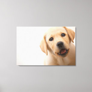 Toile Chiot d'or de Labrador