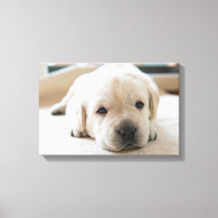 Toile Chiot doré du Labrador