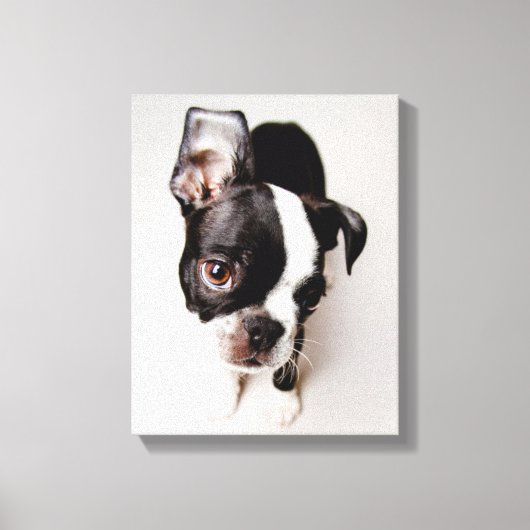 Toile Chiot Edison Boston Terrier. (Recto)