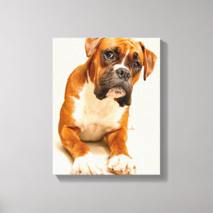Toile Chiot en boîte sur fond de crème ivoire.