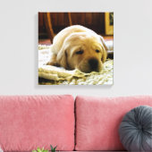 Toile chiot jaune 2 labo (Insitu(Salon))