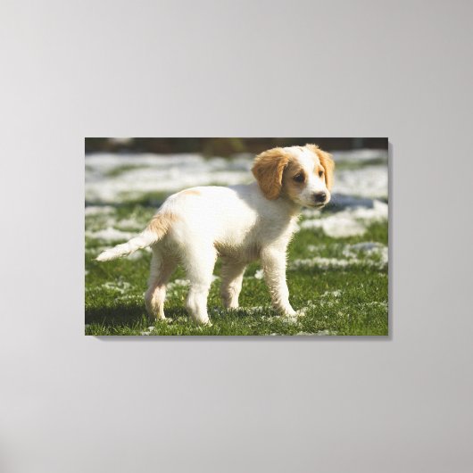 Toile Chiot jouant dans la neige (Recto)