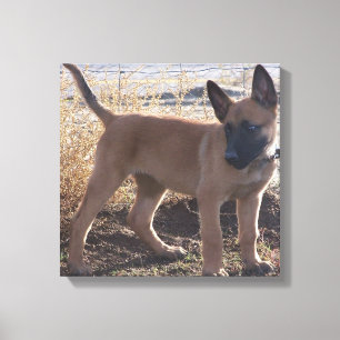 Toile chiot Malinois Belge complet