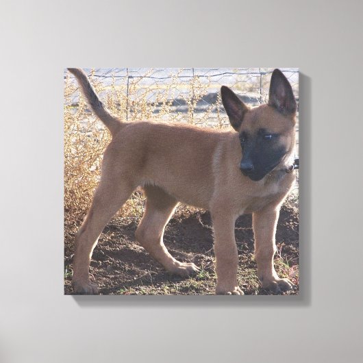 Toile chiot Malinois Belge complet (Recto)