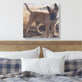 Toile chiot Malinois Belge complet (Insitu(Chambre))