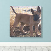 Toile chiot Malinois Belge complet (Insitu (Plancher de Bois))