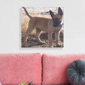Toile chiot Malinois Belge complet (Insitu(Salon))