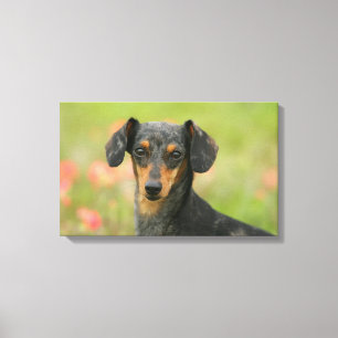 Toile chiot miniature Lisse-haired de teckel regardant