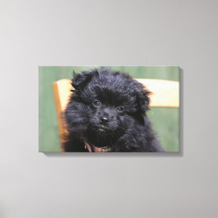 Toile Chiot noir de Pomeranian