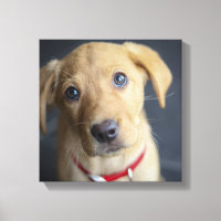 Chiot Red Fox Labrador