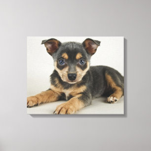 Toile Chiot Très Mignonne Avec Les Yeux Amoureux