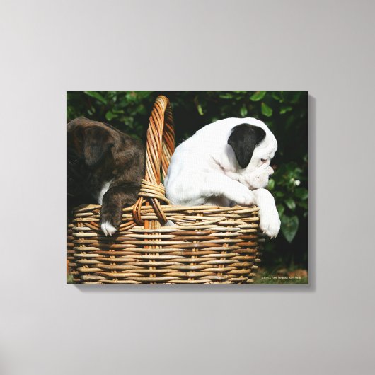 Toile Chiots de boîte dans le panier (Recto)