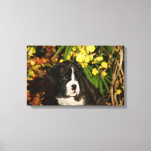 Toile Chiots de boxeur