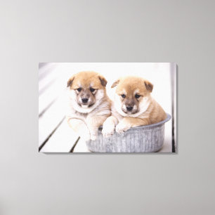 Toile Chiots de Shiba Inu dans le baquet en aluminium