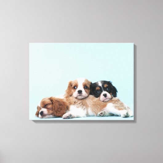 Toile Chiots espagnols Cavalier King Charles (Recto)
