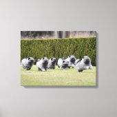 Toile Chiots Keeshond en cours d'exécution (Recto)