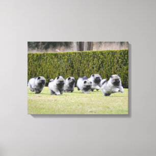 Toile Chiots Keeshond en cours d'exécution