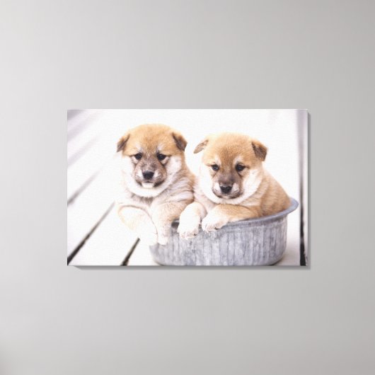 Toile Chiots Shiba Inu dans une baignoire en aluminium (Recto)