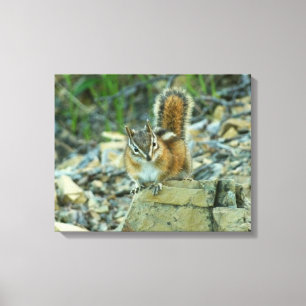 Toile Chipmunk dans le parc national des Glaciers