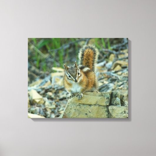 Toile Chipmunk dans le parc national des Glaciers (Recto)