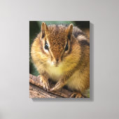 Toile Chipmunk Stare (Recto)