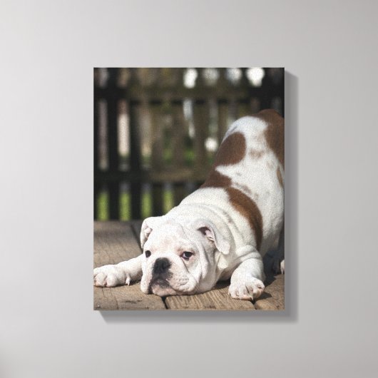 Toile Chippon anglais Bulldog (Recto)