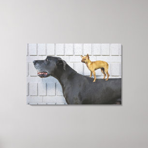 Toile Chiwawa sur le dos de great dane