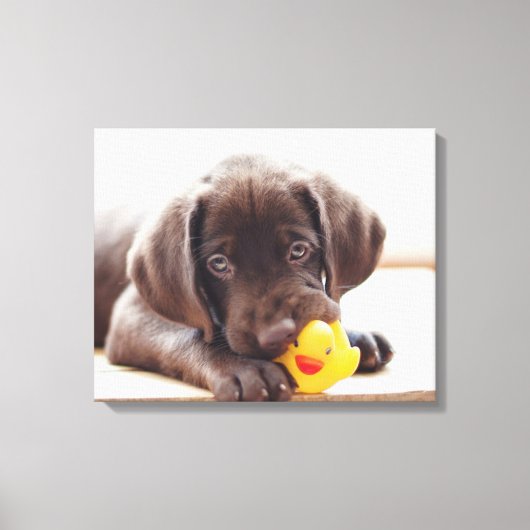 Toile Chocolat Labrador Chiot Avec Canard De Jouet (Recto)