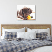 Toile Chocolat Labrador Chiot Avec Canard De Jouet (Insitu(Chambre))