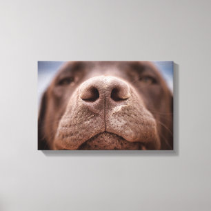 Toile Chocolat Labrador Closeuse du nez