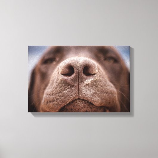Toile Chocolat Labrador Closeuse du nez (Recto)