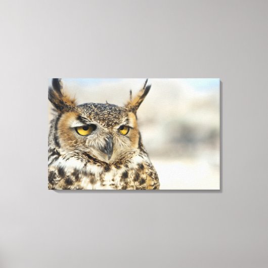 Toile Chouette à cornes (Bubo virginianus), captive (Recto)