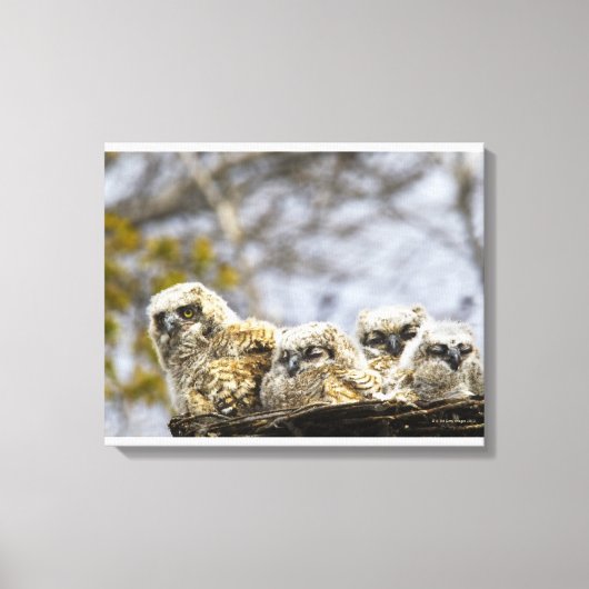 Toile Chouette à quatre cornes (Bubo Virginianus) (Recto)