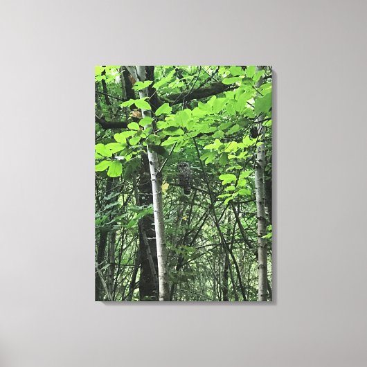 Toile Chouette dans les arbres, Oregon (Recto)
