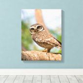 Toile Chouette tachetée en vol matinal. (Insitu (Plancher de Bois))