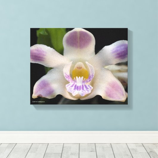 Toile Chysis Violacea (Insitu (Plancher de Bois))