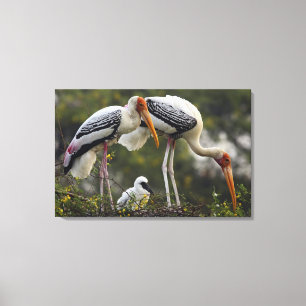 Toile Cigognes peintes & jeune au nid, Keoladeo