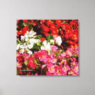 Toile Cire colorée Begonias