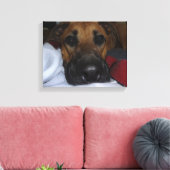 Toile Closeup allemand Shepherd/ Boxer Mix (Insitu(Salon))