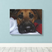 Toile Closeup allemand Shepherd/ Boxer Mix (Insitu (Plancher de Bois))