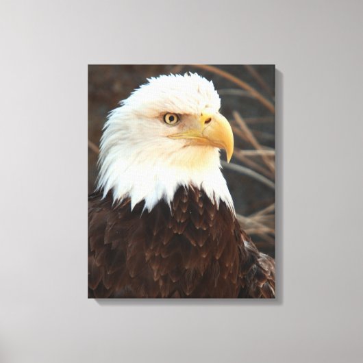 Toile Closeup de Bald Eagle (Recto)