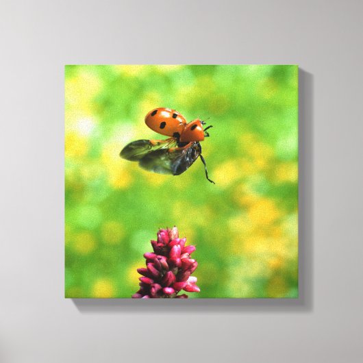 Toile coccinelle (Recto)