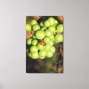 Toile Coccinelle en gros plan sur des raisins verts Pino