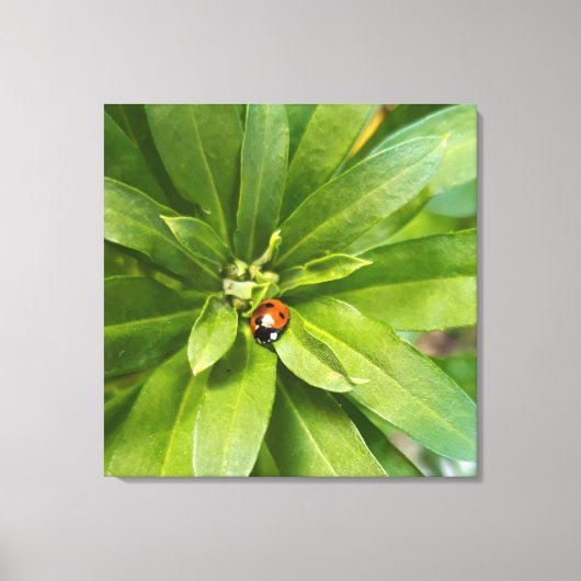 Toile Coccinelle sur fleurs (Recto)