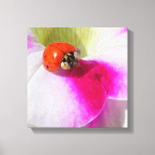Toile Coccinelle sur le pétunia (Recto)