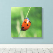 Toile Coccinelle sur une brin d'herbe (Insitu (Plancher de Bois))