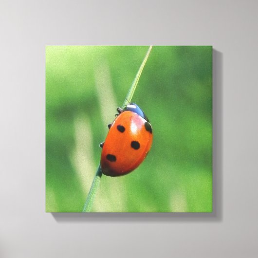 Toile Coccinelle sur une brin d'herbe (Recto)